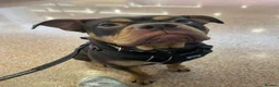Mixed Breed dogs for sale: Bonnie  in Carterton - Advert 1