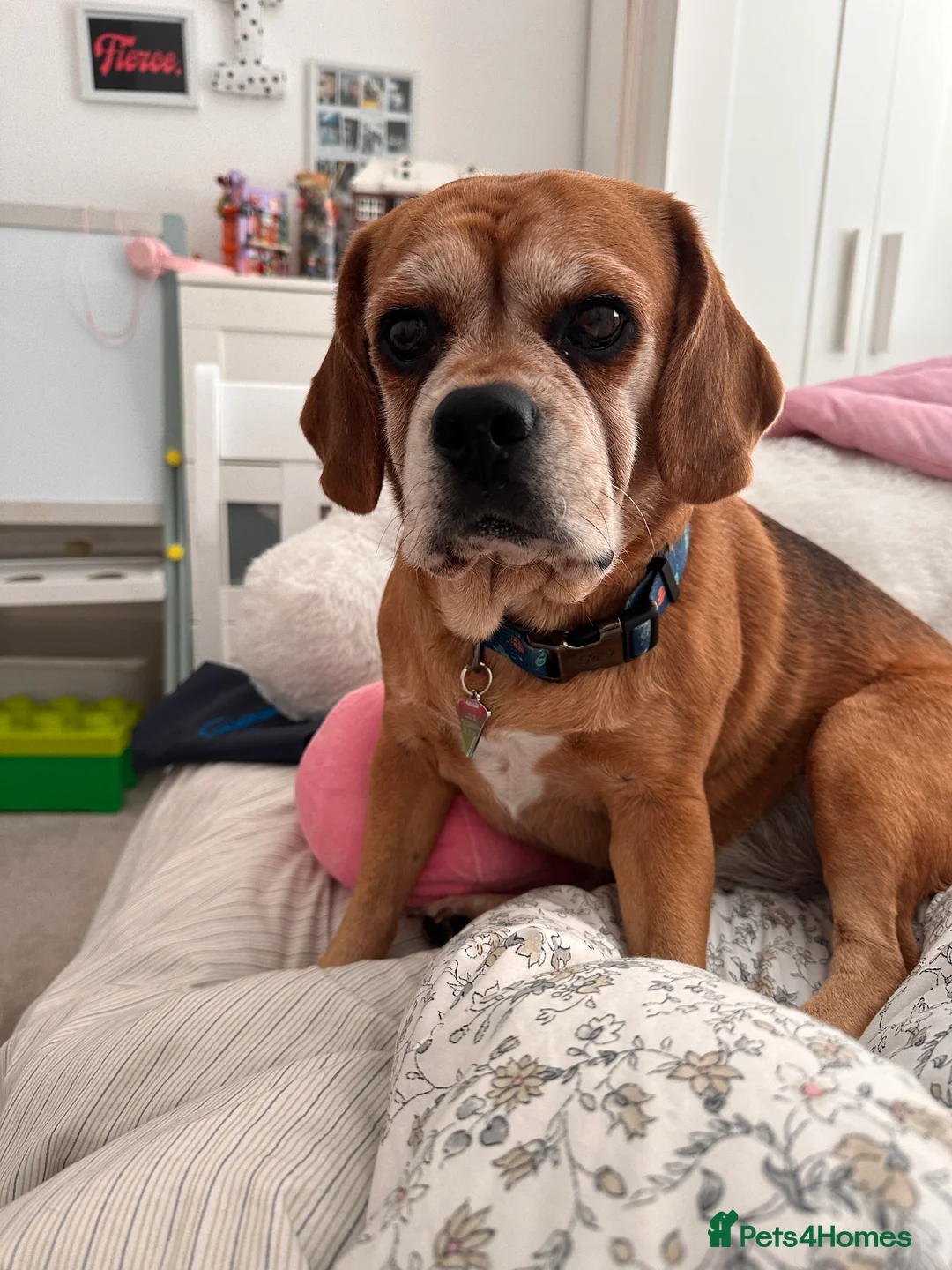Puggle dogs for sale: Louie for rehome  - Advert 4