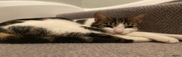 Domestic Shorthair cats for sale: FTGH 2 male tabby’s  - Advert 4