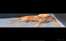 Miniature Poodle dogs for stud: Proven extensively health tested KC RED poodle in Swansea - Image 7