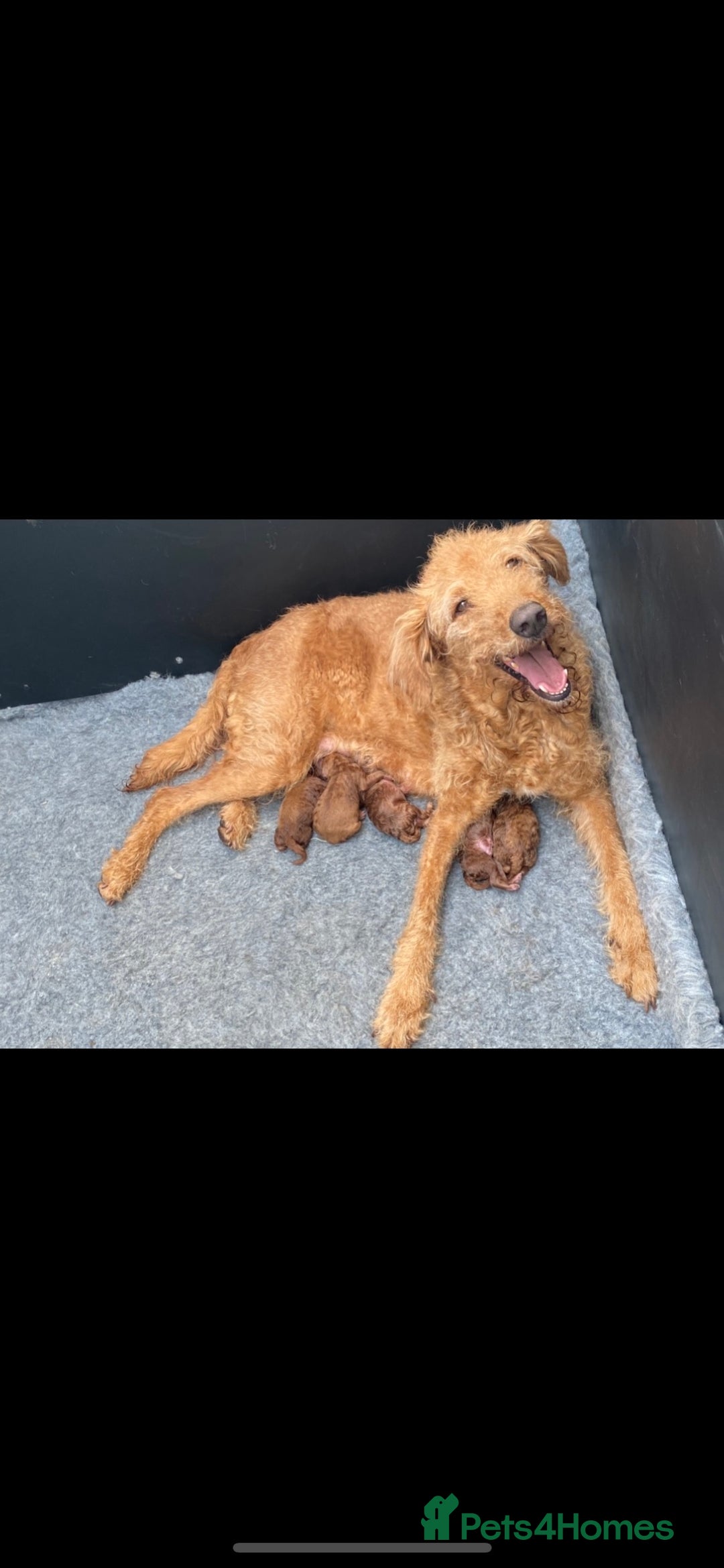Miniature Poodle dogs for stud: Proven extensively health tested KC RED poodle in Swansea - Image 7