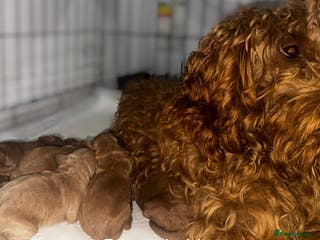 Cockapoo dogs ⭐️READY TO LEAVE NOW ⭐️ONE Toy F1B cockapoo left - Advert 18