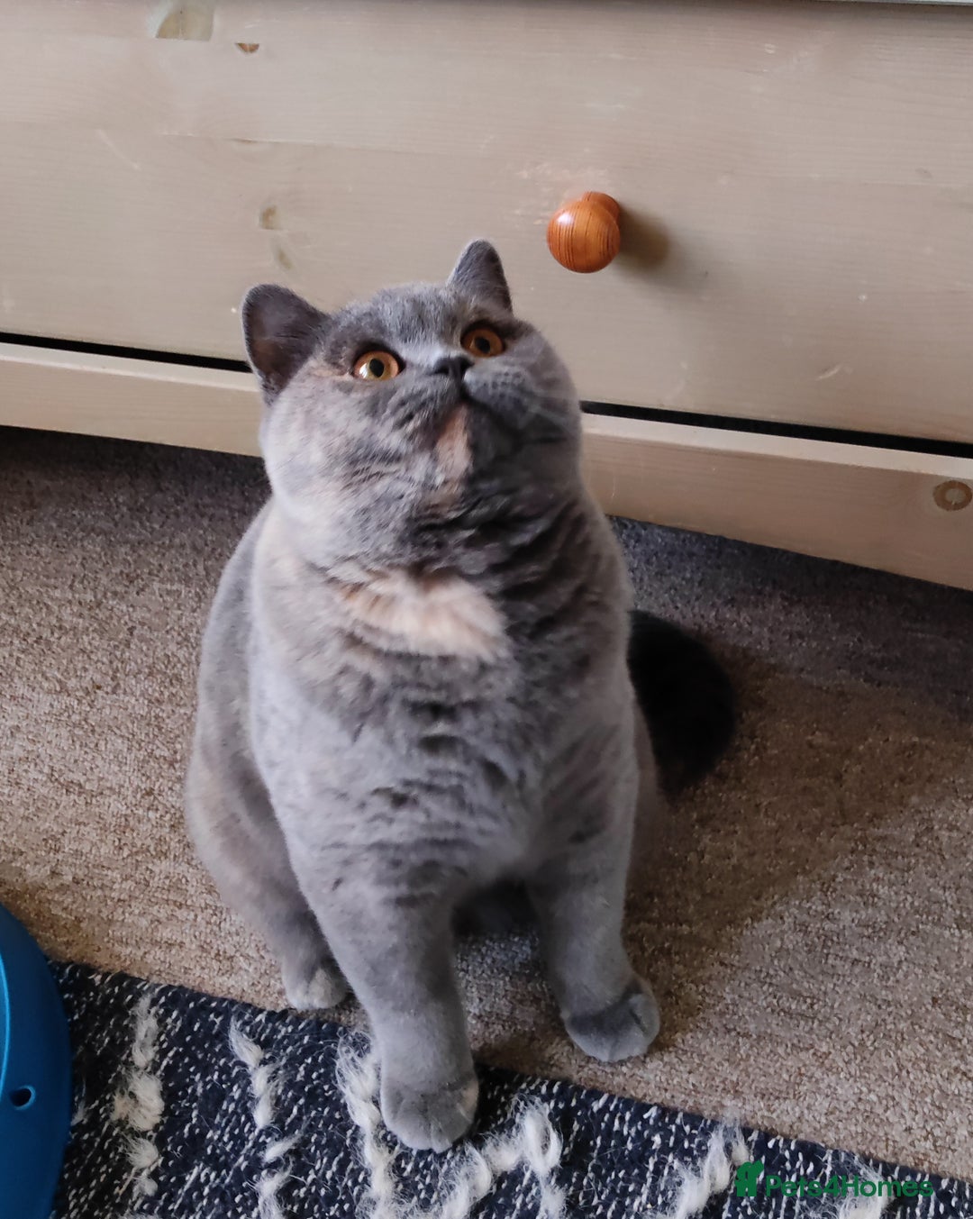 British Shorthair cats for sale: GCCF champions lines.Odd eyes boy and girl. - Advert 4