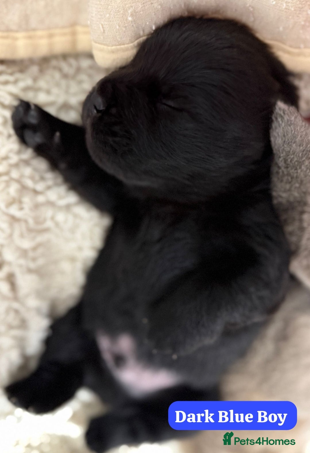 Chow Chow dogs for sale: 🏆 ** Just one Teddy Bear remaining  ** 🏆 - Advert 31