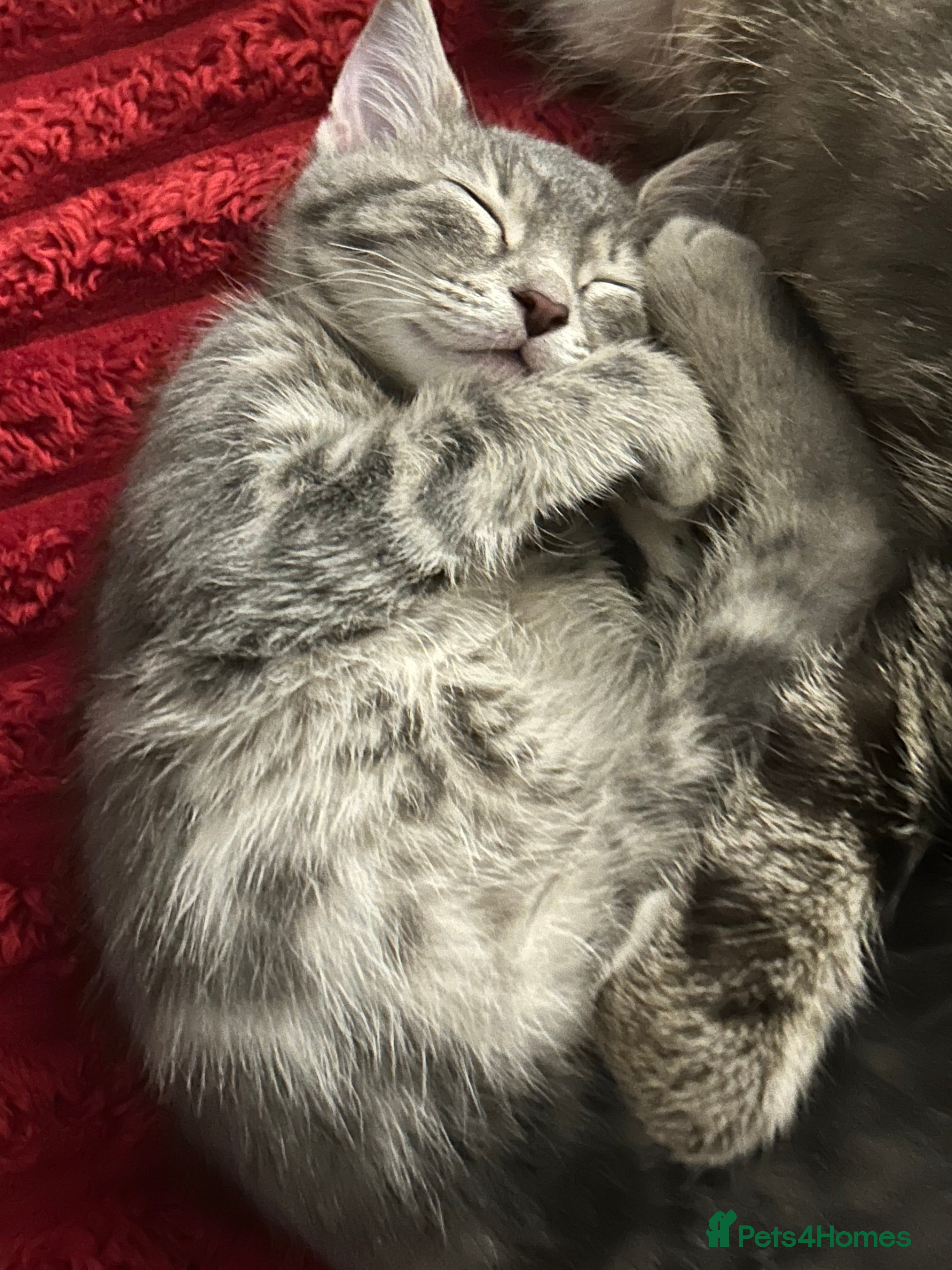 Mixed Breed cats 3 Blue British shorthair and Mancoon mixed kittens - Advert 9