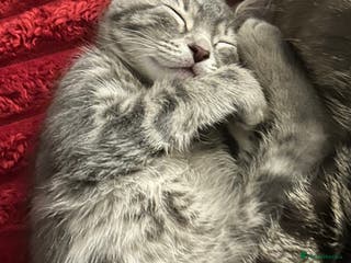 Mixed Breed cats 3 Blue British shorthair and Mancoon mixed kittens - Advert 9