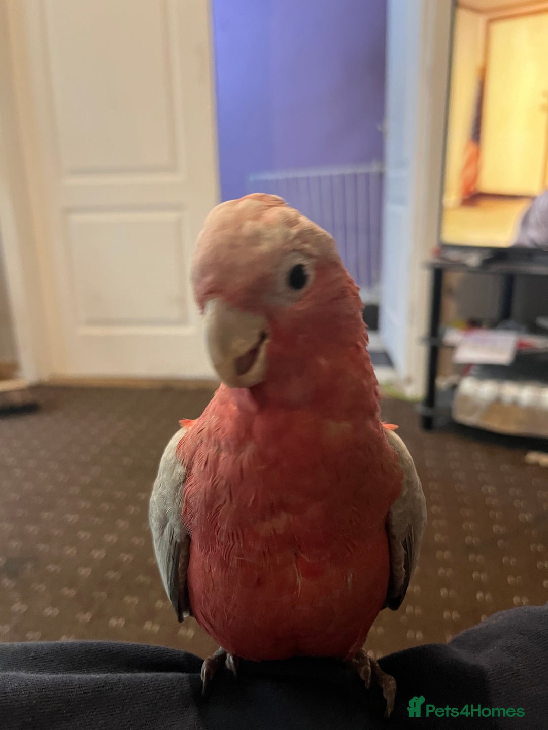 Parakeets birds for sale: Galah cockatoo  - Advert 17