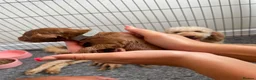 Cockapoo dogs for sale: Beautiful Cockapoo Puppies in Bristol - Advert 29