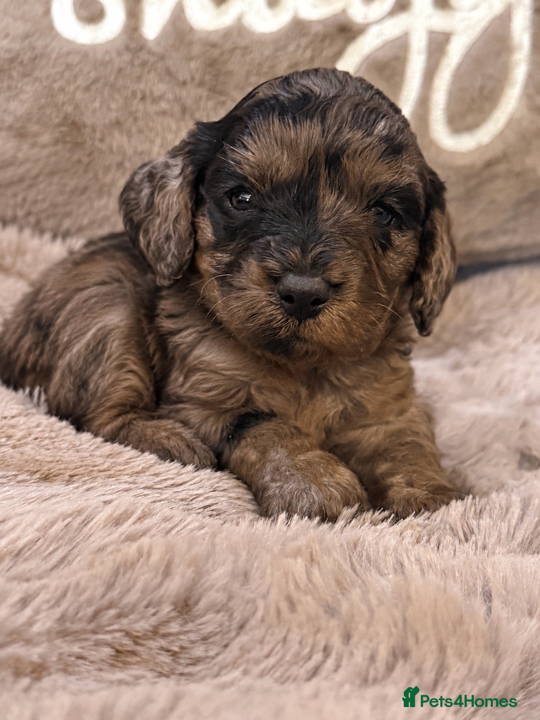 Cavapoo dogs Stunning coloured F1 Cavapoo’s - Advert 1