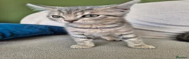 Khai