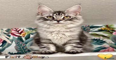 Maine Coon cats - Advert 10