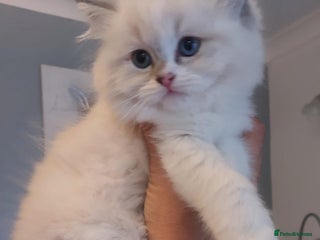 Ragdoll cats 🩷Amazing European Grand Champion lines🏆🥇 TICA💙 - Advert 11