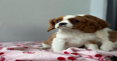 Cavalier King Charles Spaniel dogs - Advert 5