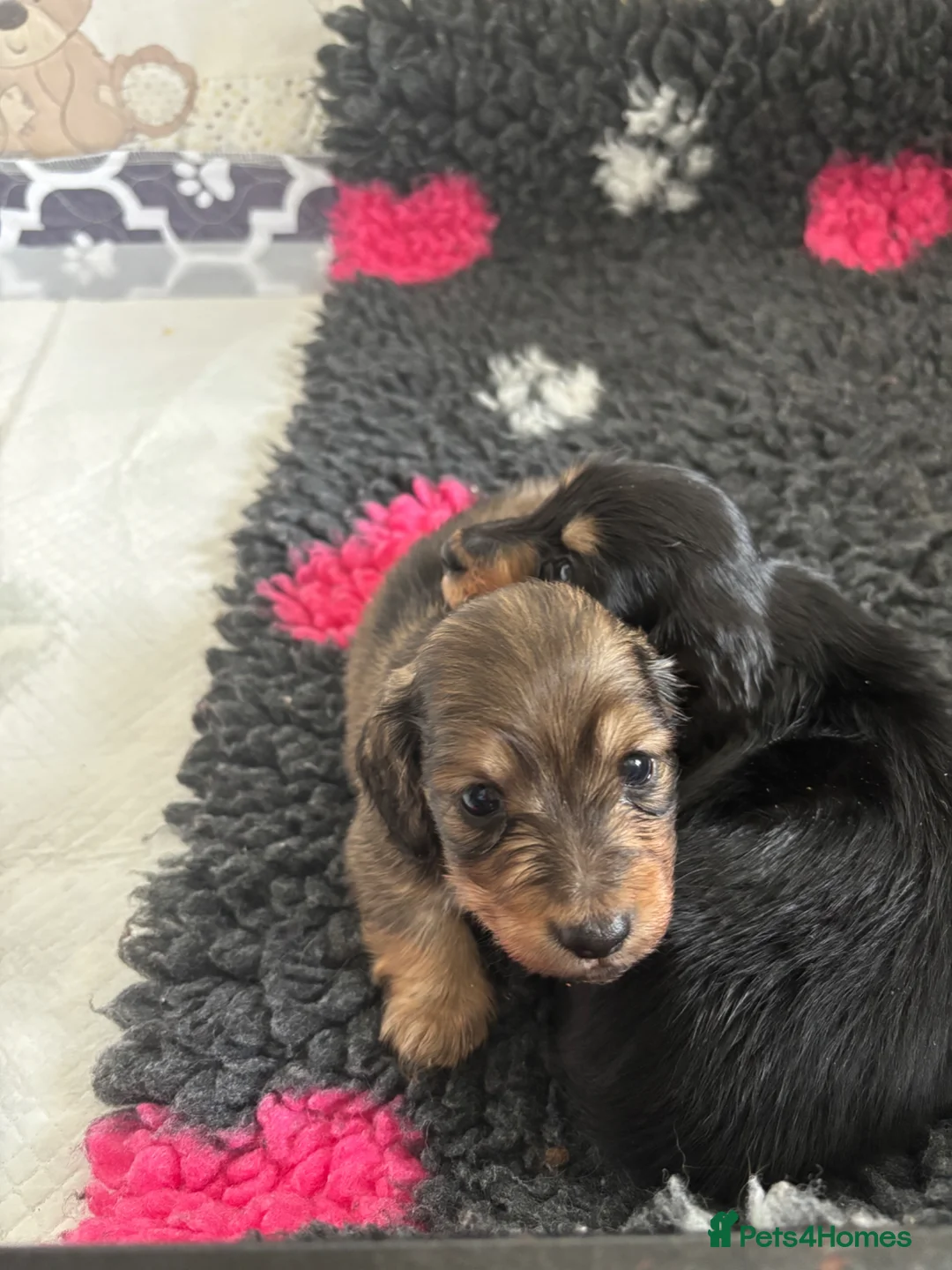 Miniature Dachshund dogs for sale: Miniature longhaired dachshund puppy  in Ryton - Advert 2