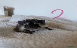 Pygmy Hedgehog rodents for sale: Pygmy Hedgehogs available  - Image 4