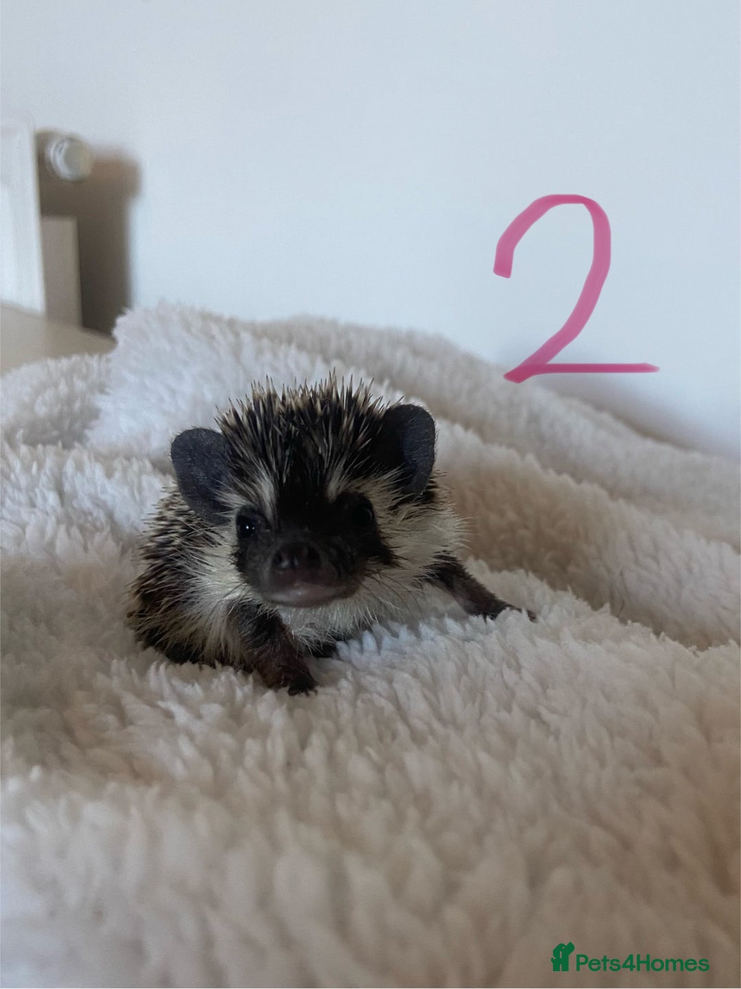 Pygmy Hedgehog rodents for sale: Pygmy Hedgehogs available  - Image 4
