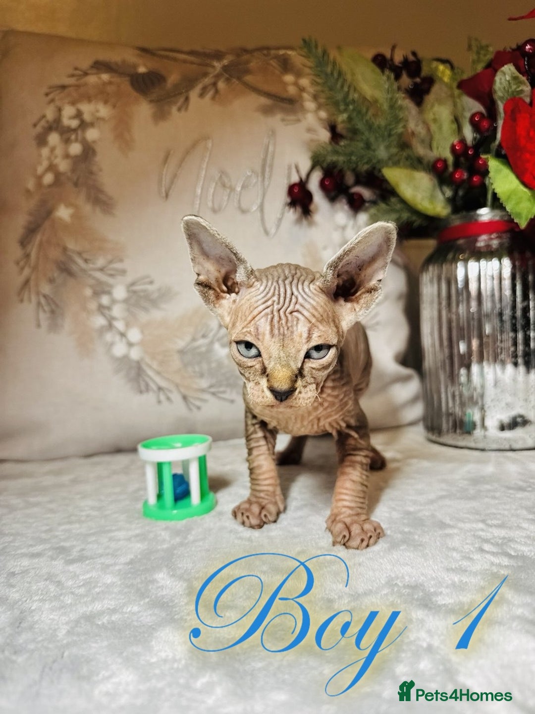 Sphynx cats for sale: Stunning Pedigree Sphynx Kittens - Advert 19