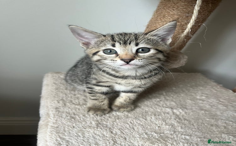 Bengal cats - Advert 15