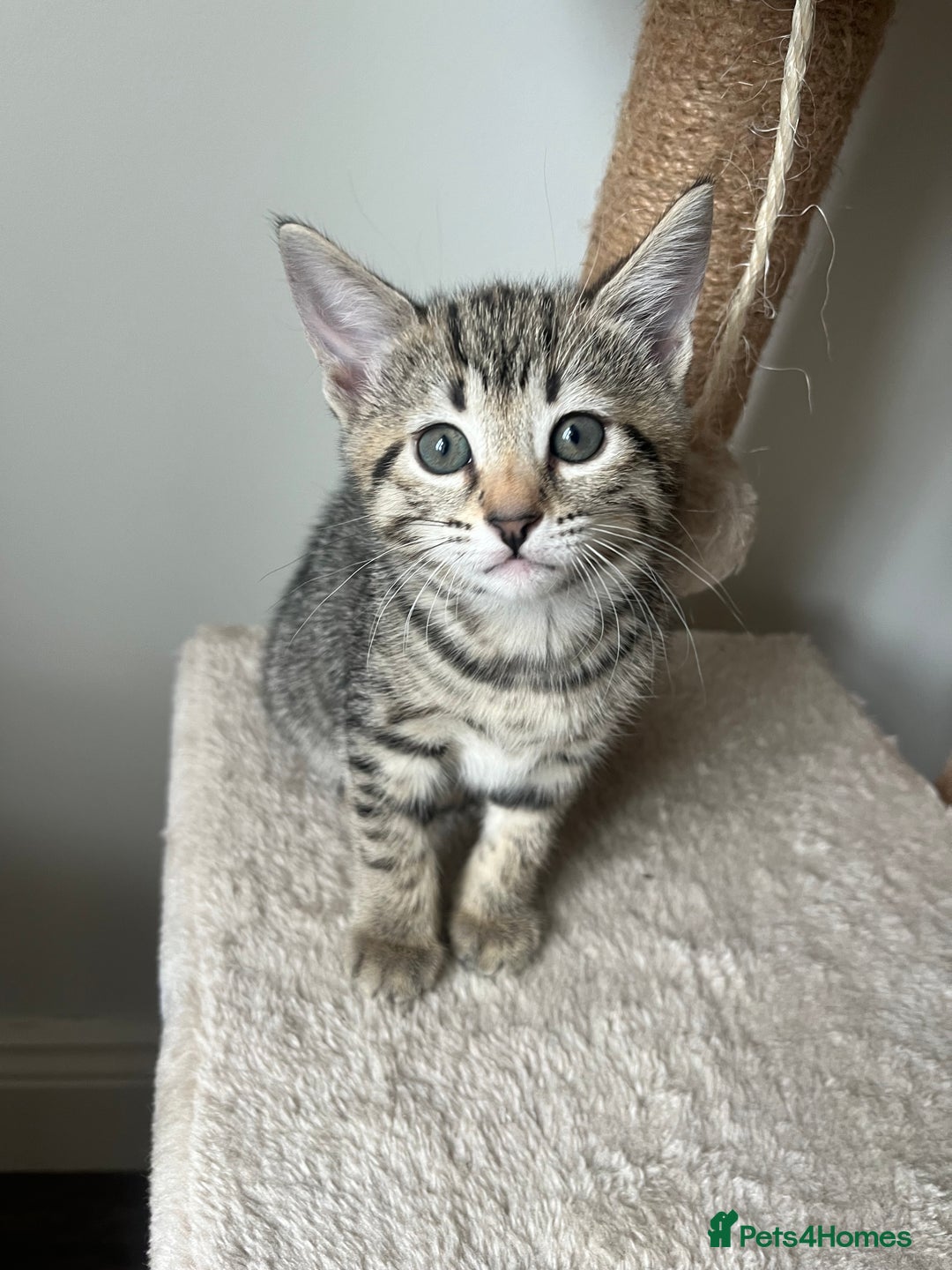Bengal cats for sale: 1 grey bengal kitten.  - Image 1