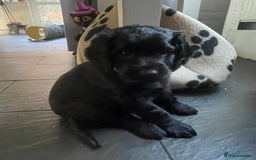 Cocker Spaniel dogs for sale: Working Cocker Spaniels - Image 26