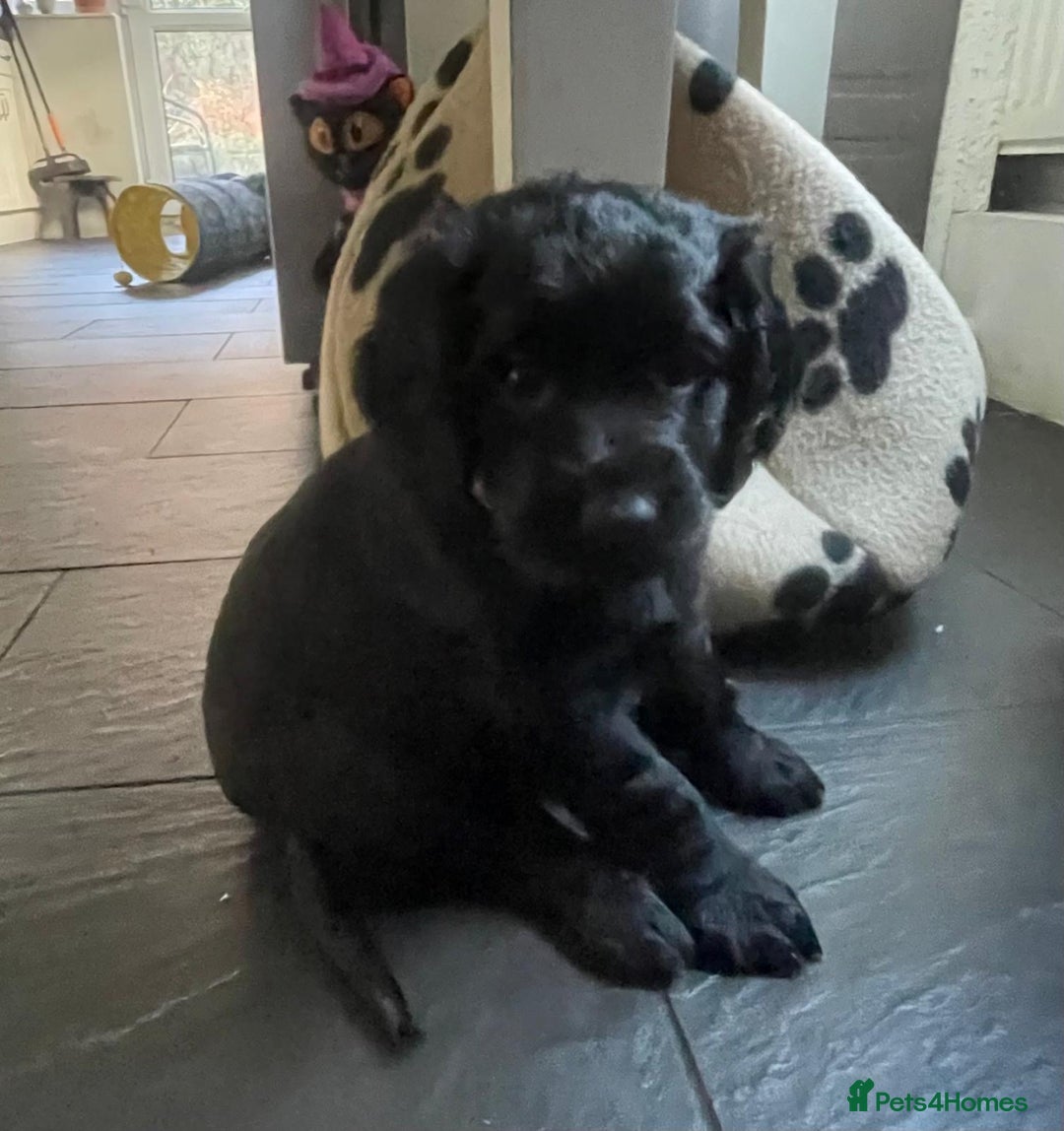 Cocker Spaniel dogs for sale: Working Cocker Spaniels - Image 26