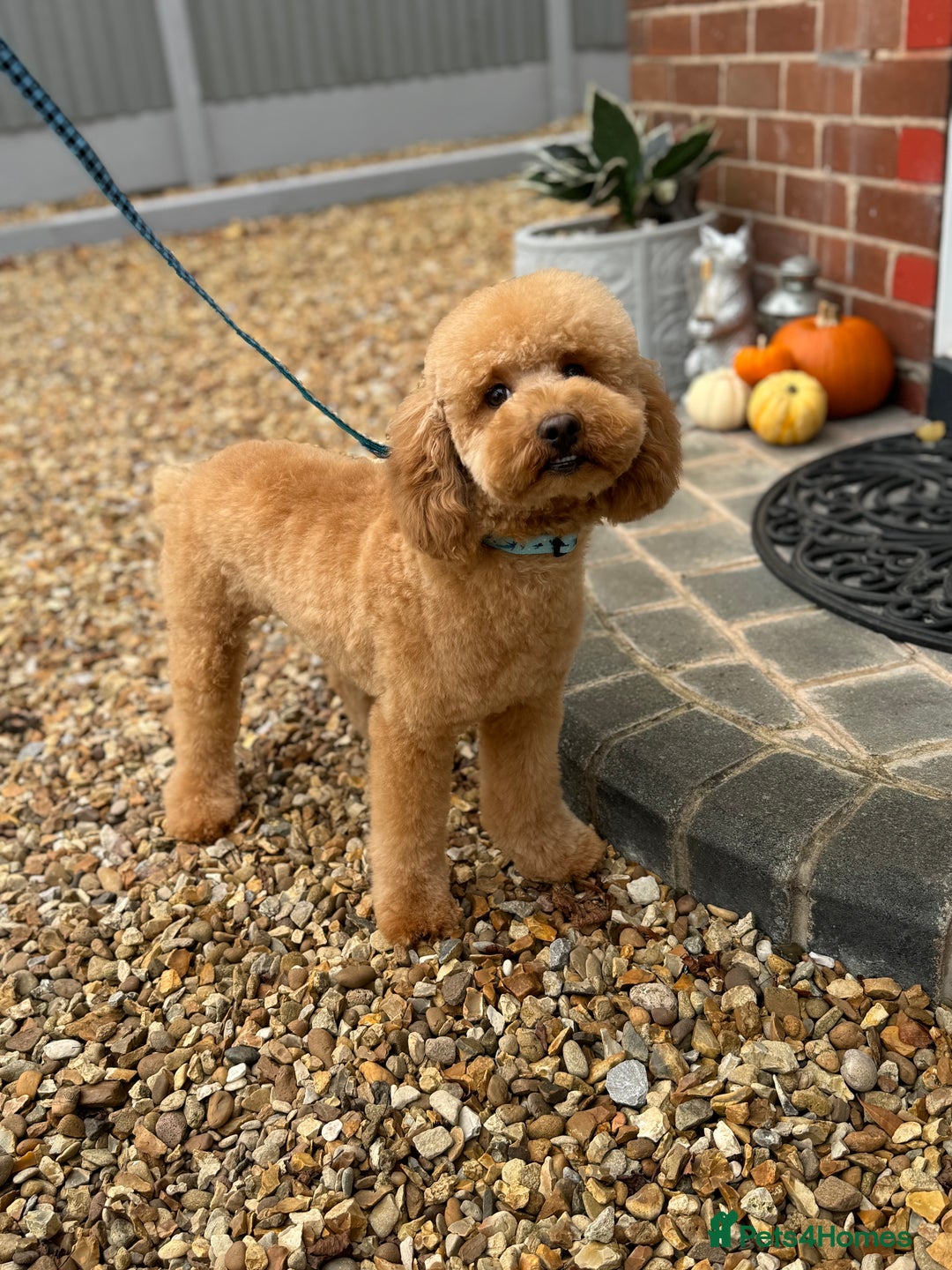 Miniature Poodle dogs for stud: 🇷🇺 Russian import kc reg poodle 🇷🇺  in Newcastle - Advert 1