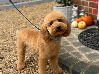 Miniature Poodle dogs 🇷🇺 Russian import kc reg poodle 🇷🇺 in Newcastle - Advert 6