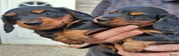 Miniature Dachshund dogs for sale: Miniature dachshund black and tan kc registered  - Advert 6