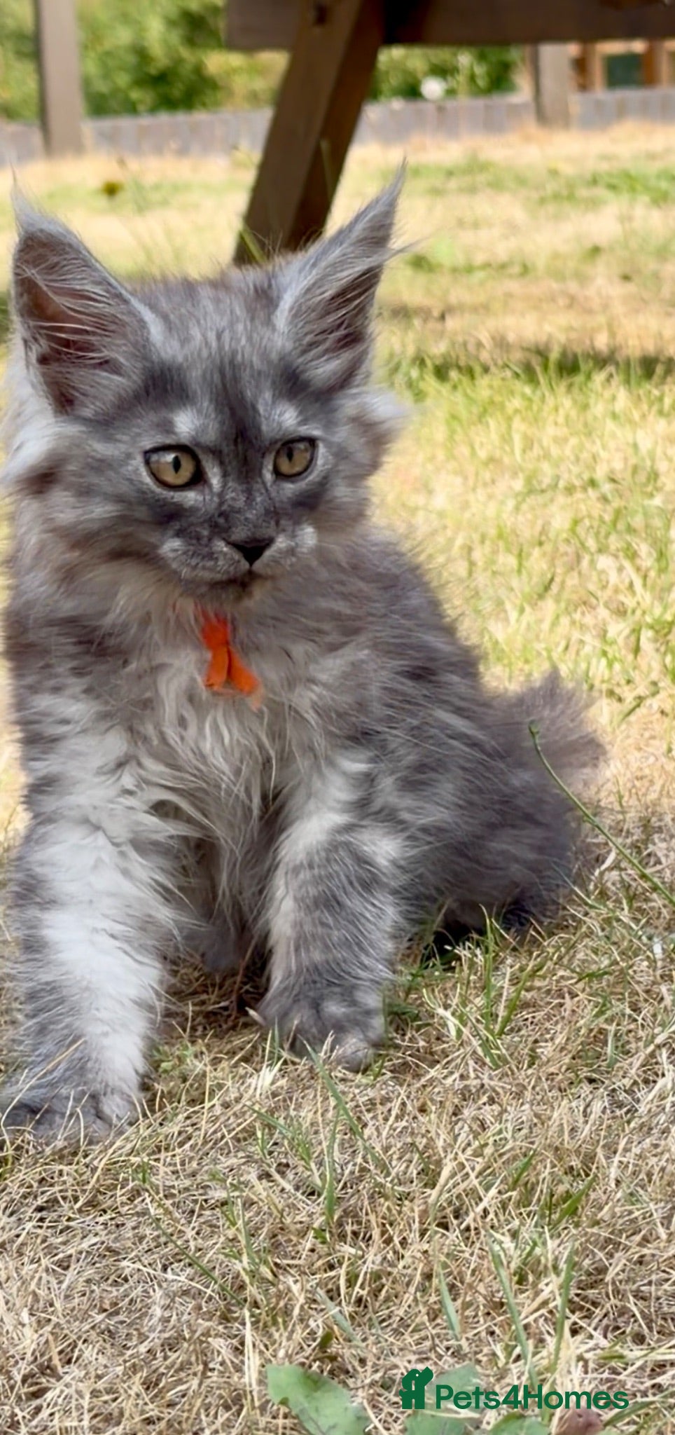 Maine Coon cats GCCF reg High smoke Maine coon kittens/shaded line - Advert 2