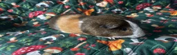 Guinea Pig rodents for sale: two bonded boys - Advert 4