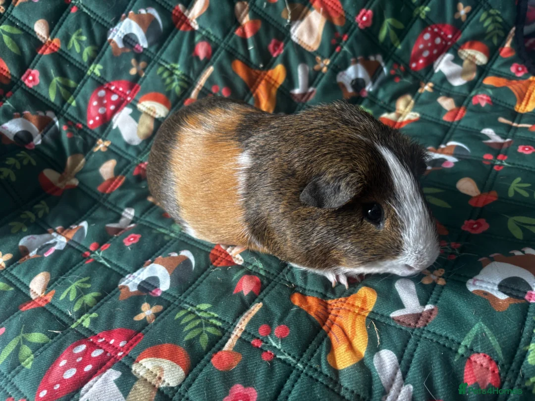 Guinea Pig rodents for sale: two bonded boys - Advert 4