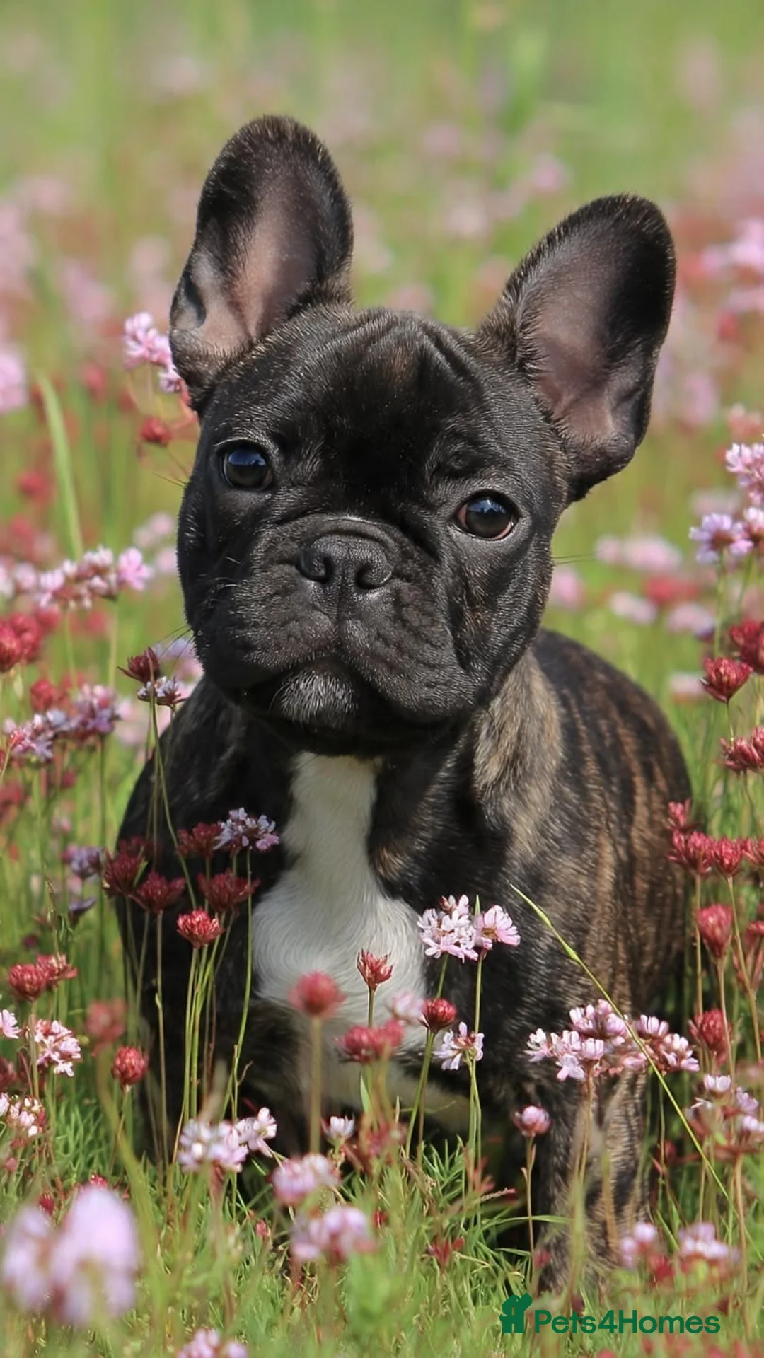 French Bulldog dogs for sale: French Bull dog in Croydon - Advert 5