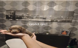Dachshund dogs for sale: Dachshund Puppy 5 - Isabella dapple dachshund puppies - Image 3