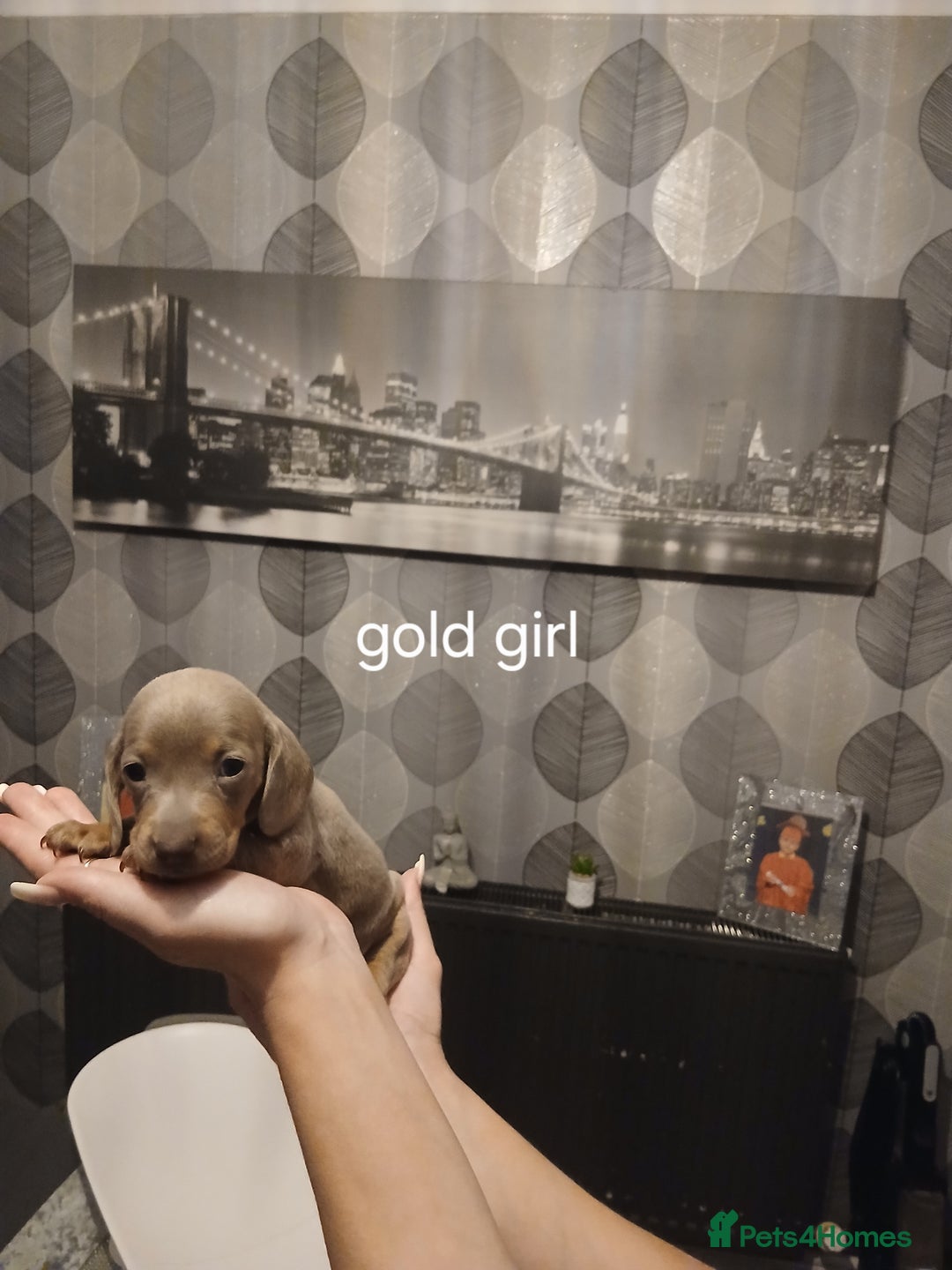 Dachshund dogs for sale: Dachshund Puppy 5 - Isabella dapple dachshund puppies - Image 3
