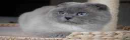Scottish Fold cats for sale: 💙Handsome Scottish Fold💙 - Advert 3