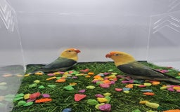 Lovebirds birds for sale: Fisher/Opaline lovebird for sale - Image 3