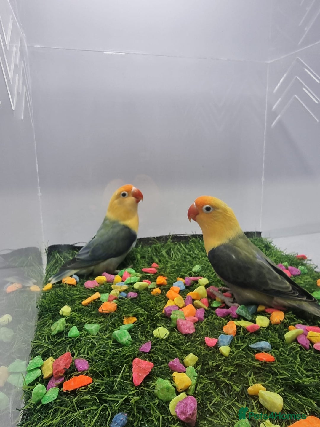 Lovebirds birds for sale: Fisher/Opaline lovebird for sale - Image 3
