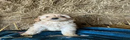Cockapoo dogs for sale: Beautiful cockapoo puppies - Advert 22