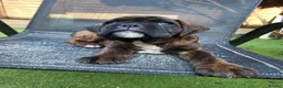 Boxer dogs for sale: Beutyful bobtail/ tailed Boxer puppy - Advert 21