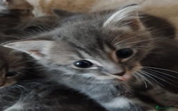 British Longhair cats for sale: 5 silver BSH kittens - Image 2