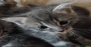 British Longhair cats - Advert 4