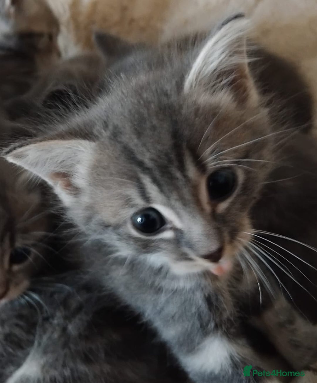 British Longhair cats for sale: 5 silver BSH kittens - Image 2