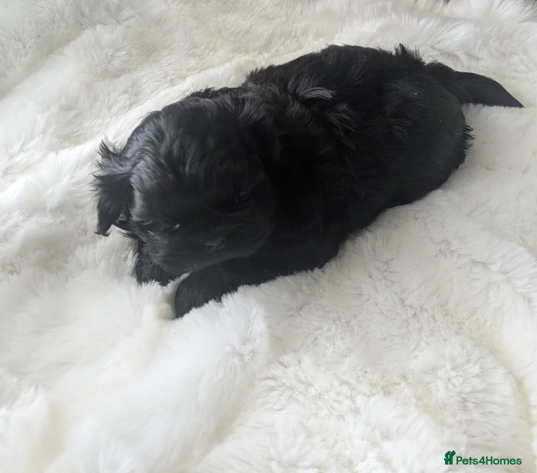 Shih Tzu dogs for sale: 2 beautiful KC imperial shih tzu boys available  - Advert 5