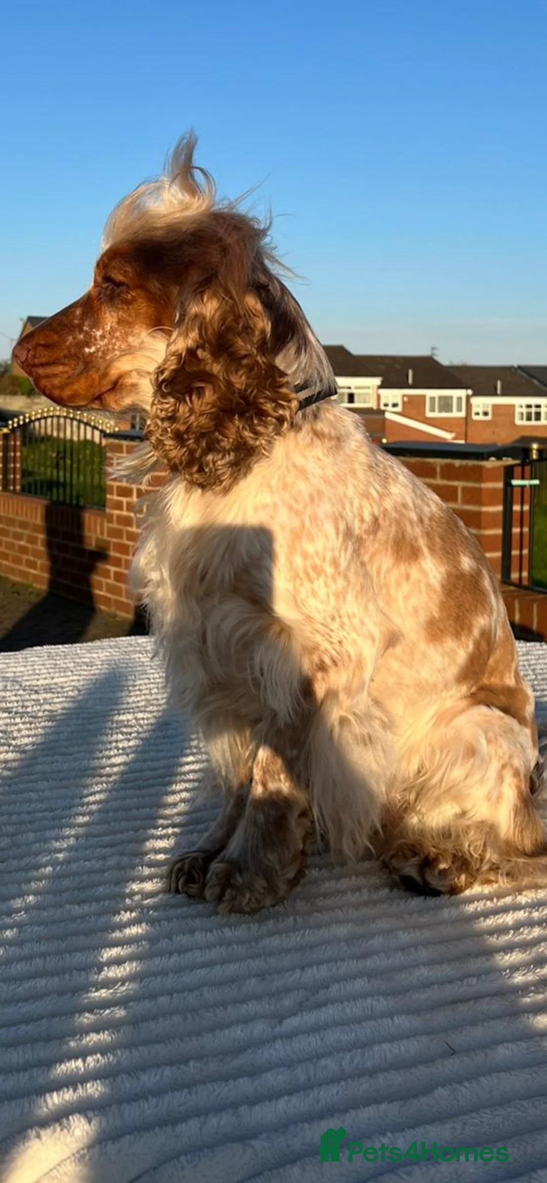 Cocker Spaniel dogs for stud: 2 PROVEN/HEALTH CLEAR KC Show Cocker Spaniels Stud in Shildon - Advert 13