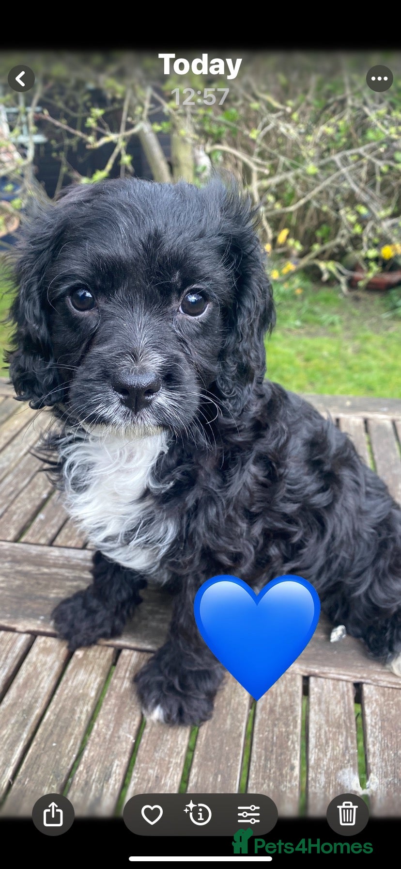 Cavapoo dogs F1 CAVAPOO BOY,READY NOW. - Advert 6