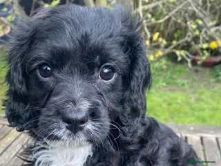 Cavapoo dogs F1 CAVAPOO BOY,READY NOW. - Advert 11