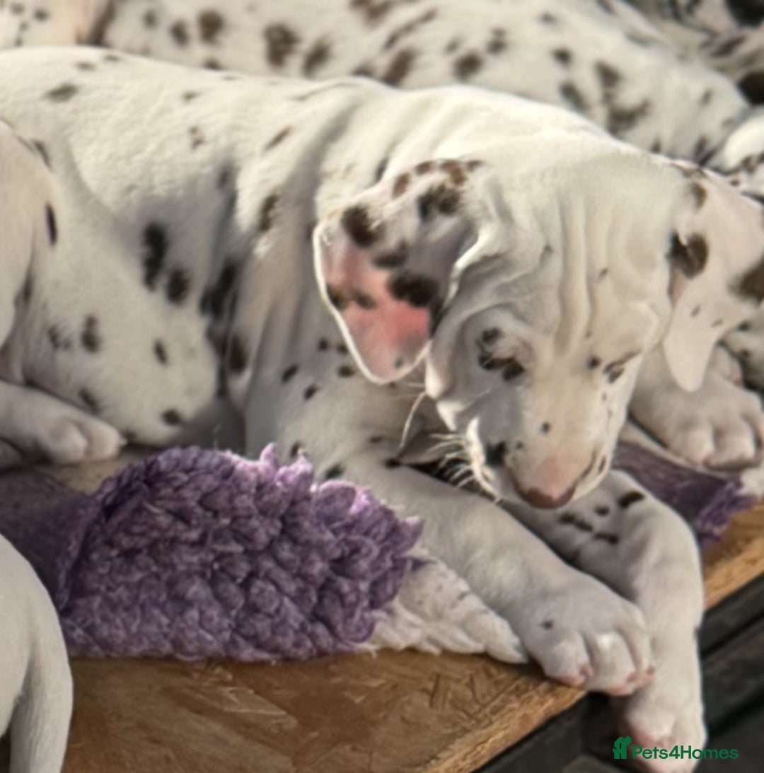 Dalmatian dogs for sale: Tamilanda Dalmatian's - Advert 14