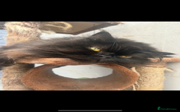 Persian cats for sale: Persian exotic cats - new homes needed - Image 2