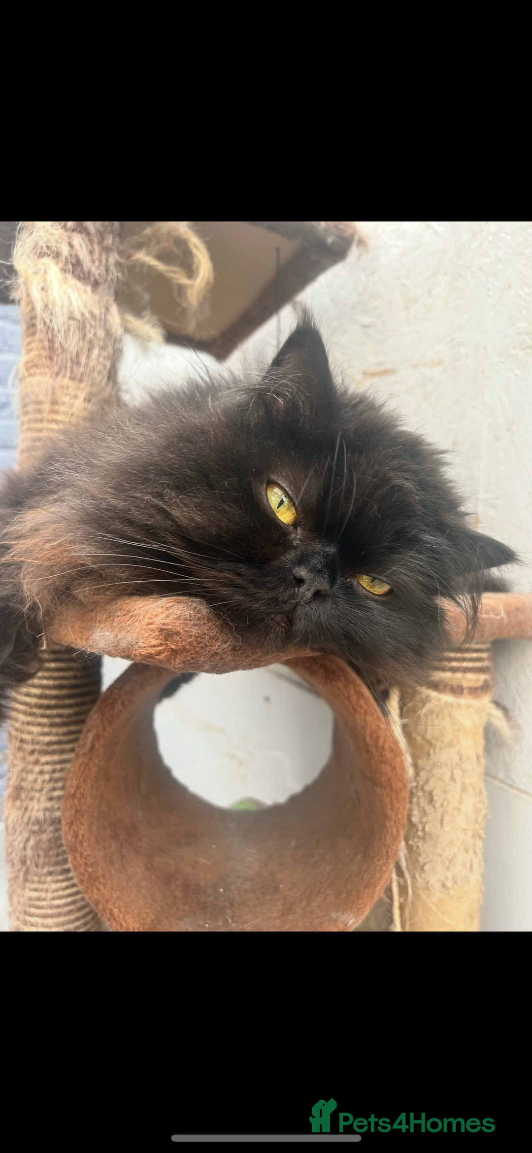 Persian cats for sale: Persian exotic cats - new homes needed - Image 2