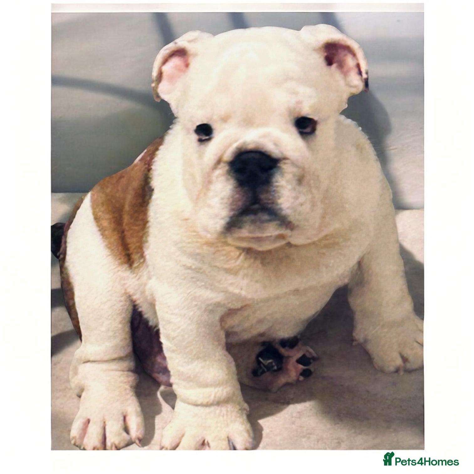 English Bulldog dogs  KC Reg English bulldog pups genuine breed colour - Advert 3